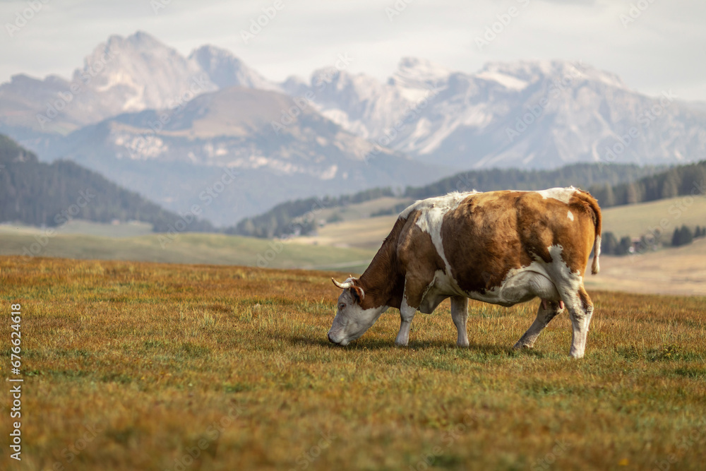 A cow on a mountain pasture in front of an idyllic landscape scenery in autumn outdoors