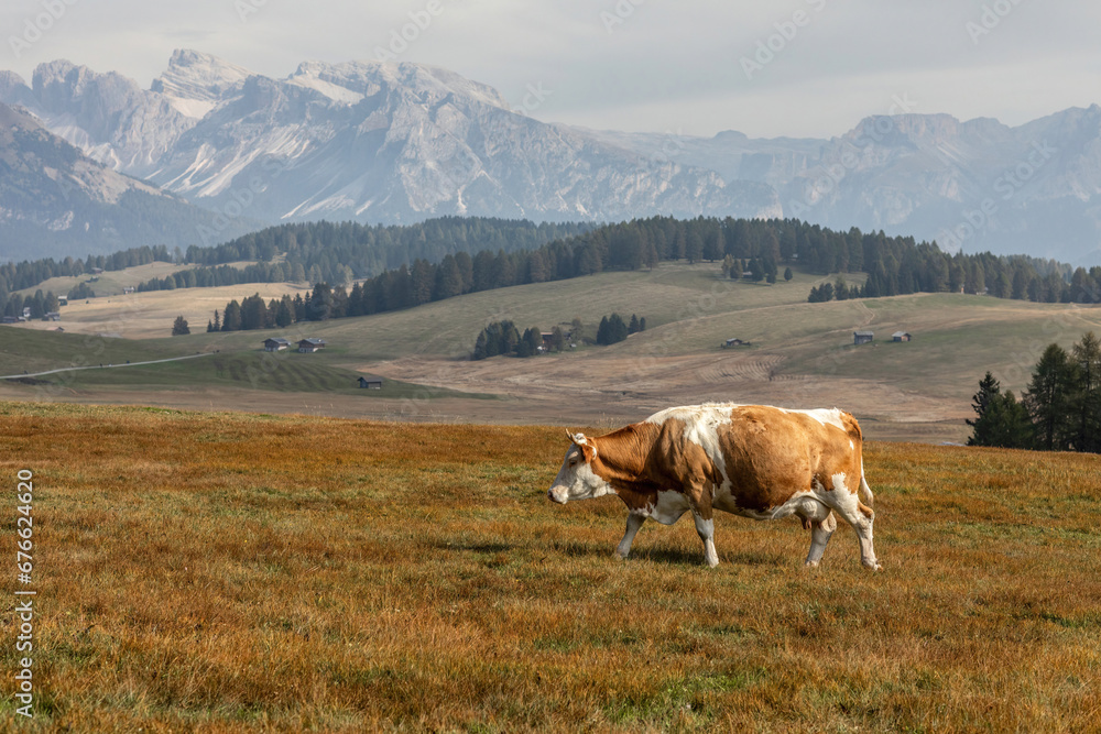 A cow on a mountain pasture in front of an idyllic landscape scenery in autumn outdoors A cow on a mountain pasture in front of an idyllic landscape scenery in autumn outdoors