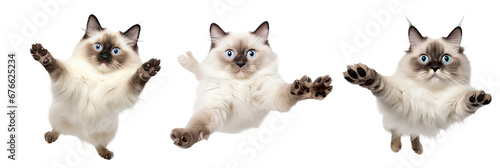 A trio of funny flying grumpy Ragdoll cats isolated against a transparent background, showcasing their fluffy fur and distinct personalities
