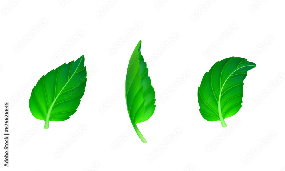 Vector various shapes and forms of green leaves set Vector various shapes and forms of green leaves set