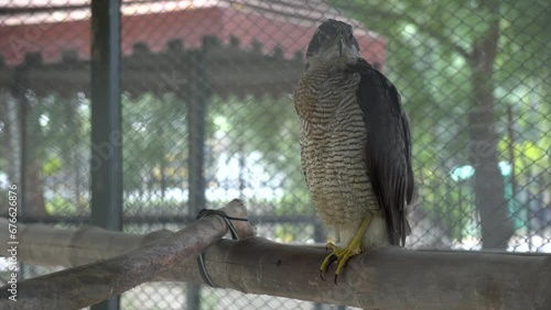 Eurasian goshawk is a species of medium-large bird of prey in the family Accipitridae, a family which also includes other extant diurnal raptors, such as eagles, buzzards and harriers. 120fps slow mo photo