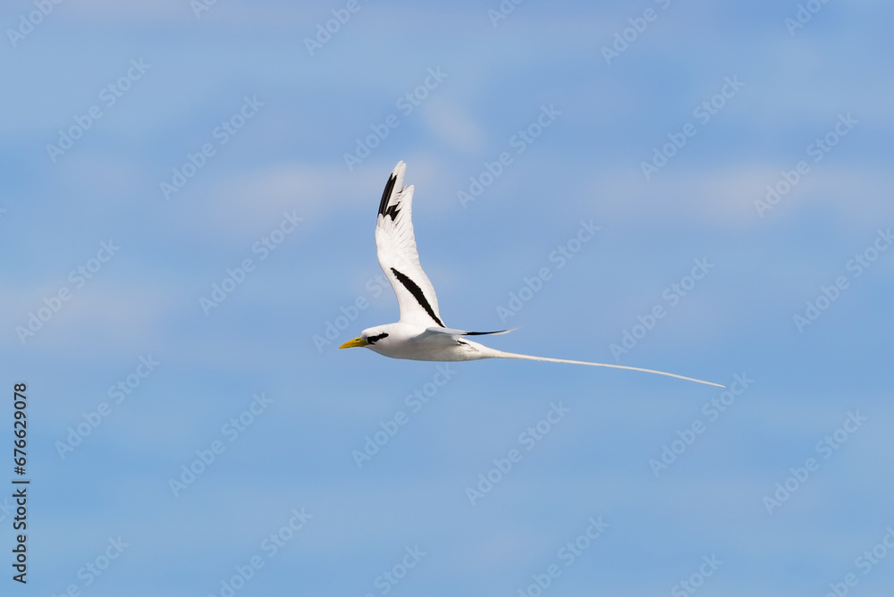Paille-en-Queue or Phaeton is flying with a blue sky Paille-en-Queue or Phaeton is flying with a blue sky
