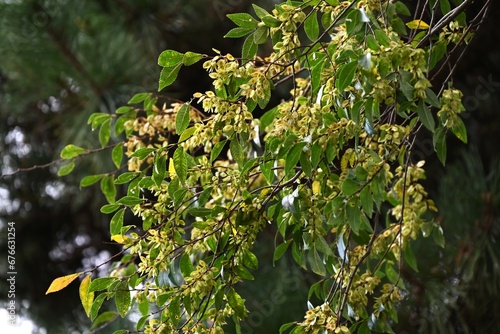 Lace bark elm / Chinese elm ( Ulmus parvifolia ) fruits ( Samara ). Ulmaceae deciduous tree. Flowers bloom in September and samara ripens in November.
