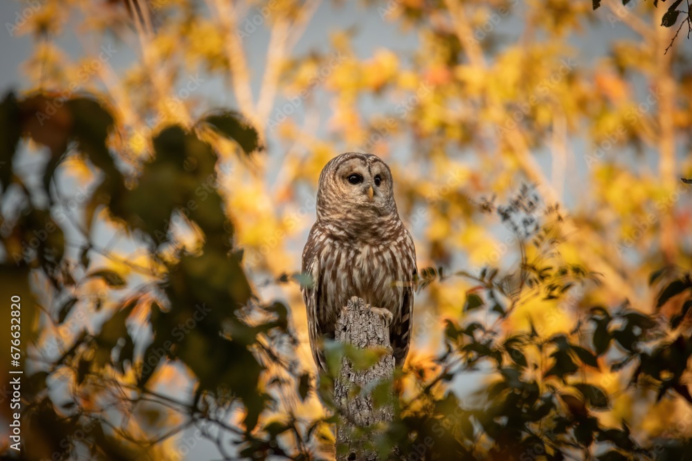 Alabama Barred Owl Alabama Barred Owl