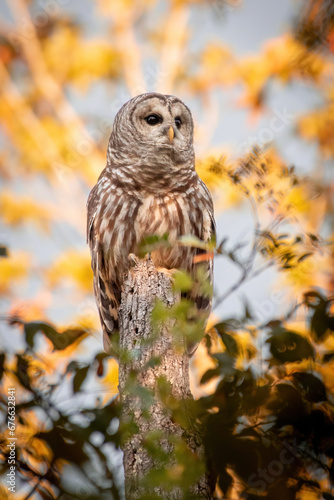 Alabama Barred Owl