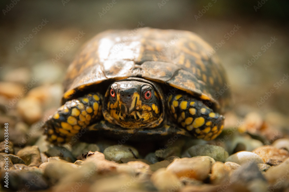 Obraz premium Eastern Box Turtle