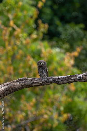Jungle Owlet in Sri Lanka