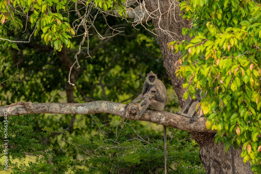 Obraz premium Tufted gray langur