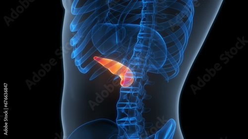 Human Internal Organ Pancreas Anatomy Animation Concept photo