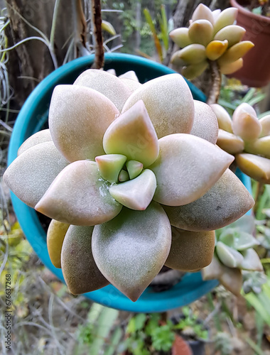 Graptopetalum pentandrum ssp superbum is a very attractive perennial succulent plant. It produces multiple fleshy rosettes, with lavender leaves, flat and resistant flattened, about 12cm in diameter. photo
