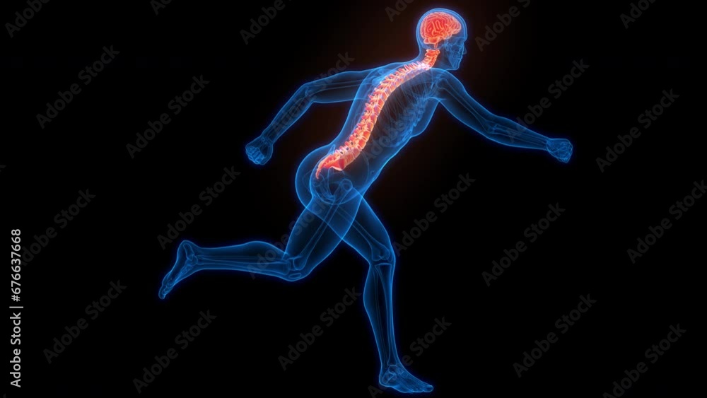 Central Organ of Human Nervous System Brain Anatomy Animation Concept Central Organ of Human Nervous System Brain Anatomy Animation Concept