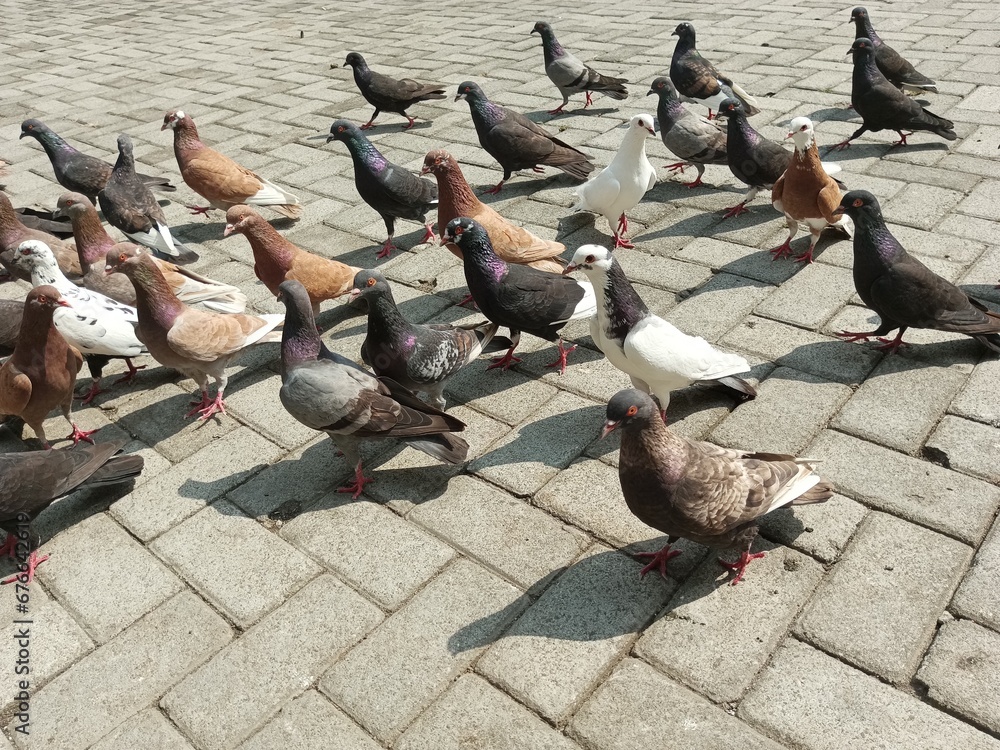 Fototapeta premium pigeons on the street