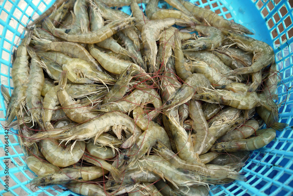 fresh litopenaeus vannamei shrimp in the blue basket fresh litopenaeus vannamei shrimp in the blue basket