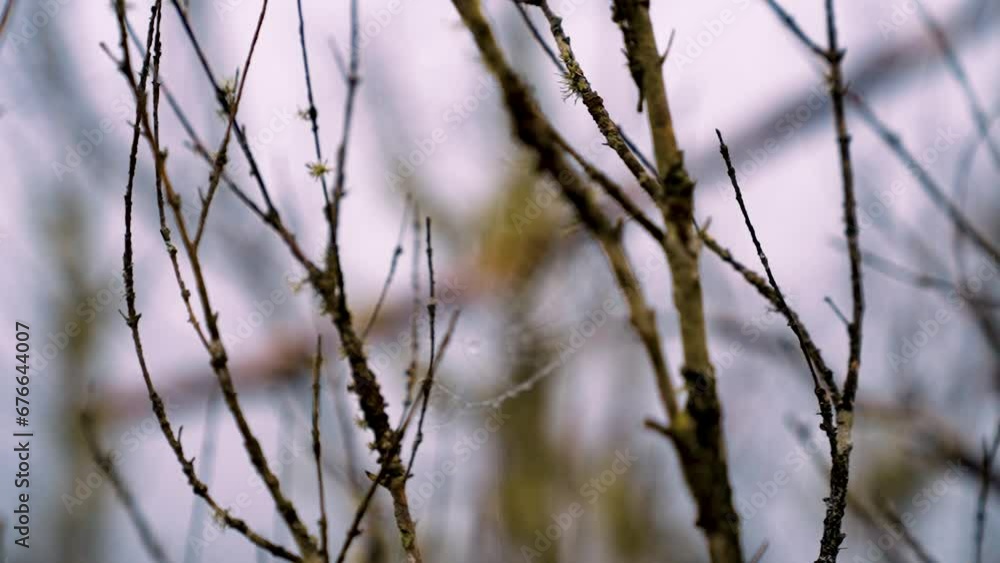 Image of spider web between dried tree branches in the forest. Image of spider web between dried tree branches in the forest.