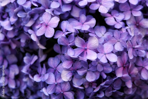 Purple Hydrangea flowers photographed close up © AloysiusSigit
