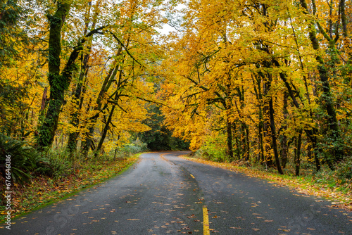 Autumn forest road, golden trees surround the way © Victoria