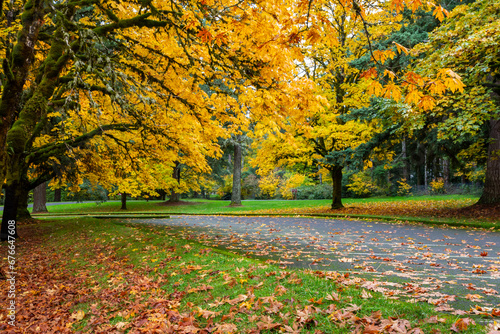 Beautifully colored in autumn season trees in the public park. Location Estacada, Oregon