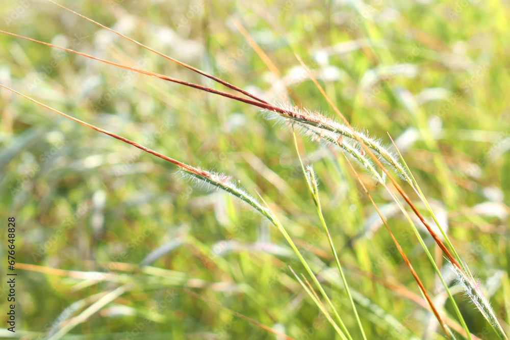 green wheat field