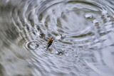 Gerris lacustris, commonly known as the common pond skater or common water strider