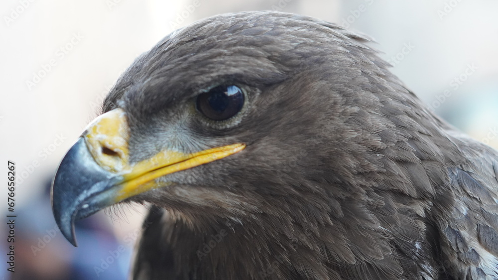 Fototapeta premium portrait of a vulture