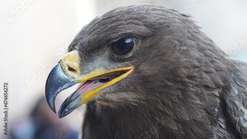 Wild birds The falcon has an open, sharp beak.  © talal