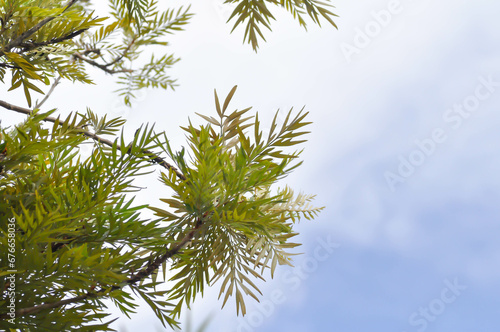 Grevillea robusta  Silky oak or Australian silver oak or Silk Oak or Silky Oak and sky