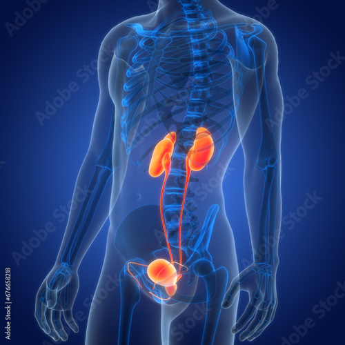 Human Urinary System Kidneys with Bladder Anatomy