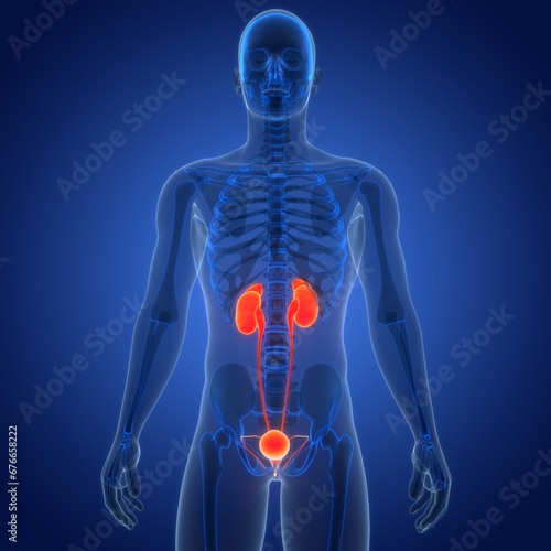 Human Urinary System Kidneys with Bladder Anatomy