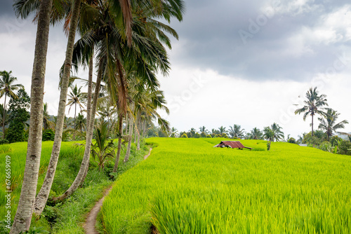 Rice fields near Munduk  Bali 