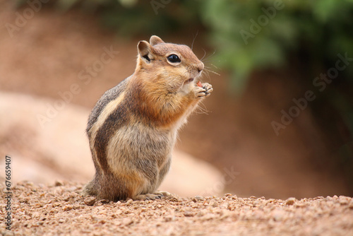 Chipmunk Eating