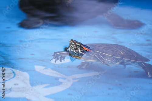 Turtle in Kiddie Pool