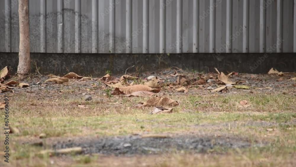 Dry leaves flutter in the wind Dry leaves flutter in the wind
