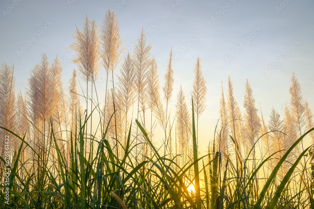 Reed blooming in the countryside with sunset light through the meadow Reed blooming in the countryside with sunset light through the meadow
