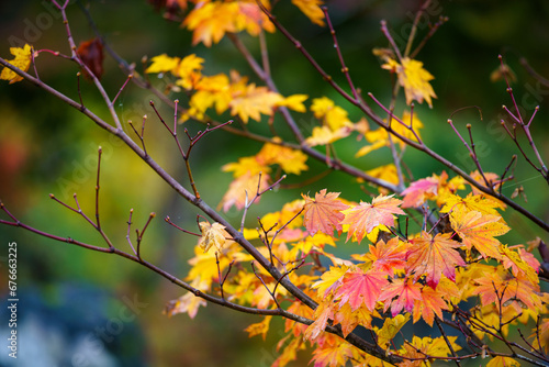 終わりかけの紅葉2