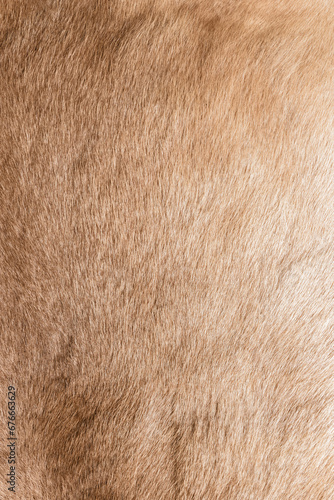 Wallpaper Mural Brown Grey Animal Natural Fur Wolf Fox, Bear, Wildlife texture table top view Concept for hairy Background, textures and wallpaper. Close up detail of Fluffy grizzly Bear Coat image Full Frame. Torontodigital.ca