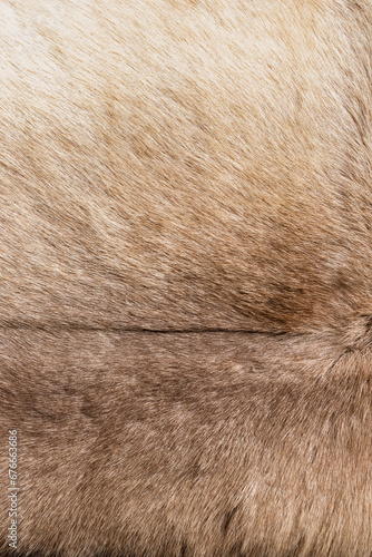 Wallpaper Mural Brown Grey Animal Natural Fur Wolf Fox, Bear, Wildlife texture table top view Concept for hairy Background, textures and wallpaper. Close up detail of Fluffy grizzly Bear Coat image Full Frame. Torontodigital.ca