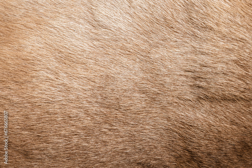 Brown Grey Animal Natural Fur Wolf Fox, Bear, Wildlife texture table top view Concept for hairy Background, textures and wallpaper. Close up detail of Fluffy grizzly Bear Coat image Full Frame. photo