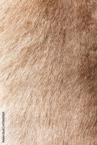 Wallpaper Mural Brown Grey Animal Natural Fur Wolf Fox, Bear, Wildlife texture table top view Concept for hairy Background, textures and wallpaper. Close up detail of Fluffy grizzly Bear Coat image Full Frame. Torontodigital.ca