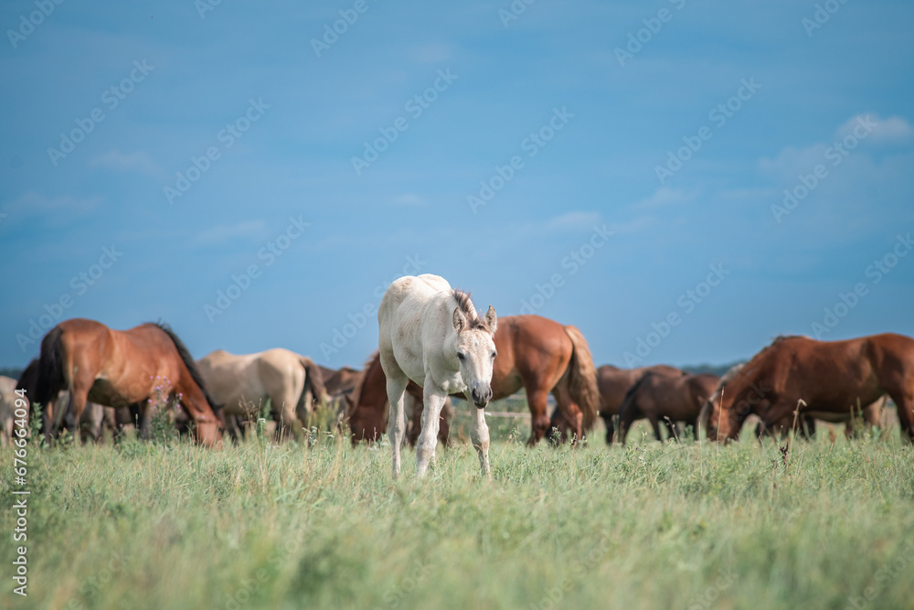 Horses graze on a field in the open air in summer.