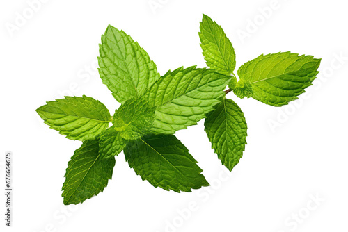 Fly fresh raw mint leaves isolated on white background