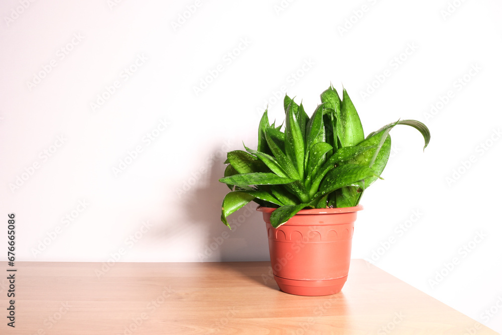 Dwarf variety Sansevieria trifasciata Hahnii - houseplant on a wooden table against a light wall Dwarf variety Sansevieria trifasciata Hahnii - houseplant on a wooden table against a light wall