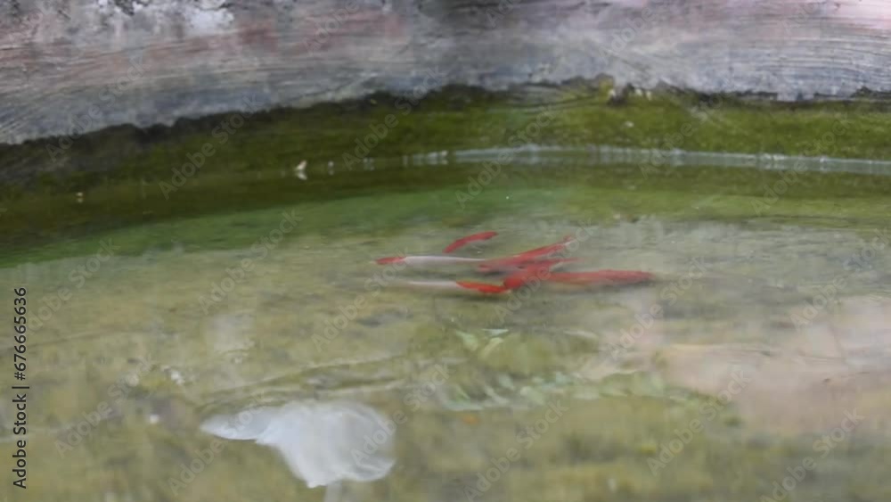 fish swimming in the pond fish swimming in the pond
