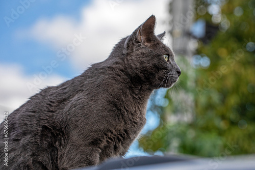 blue American Burmese cat sits sideways on the roof of a black car outside photo