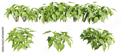 set of plants, 3D rendering with transparent background