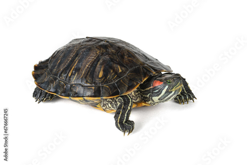 A red-eared turtle isolated on a white background.