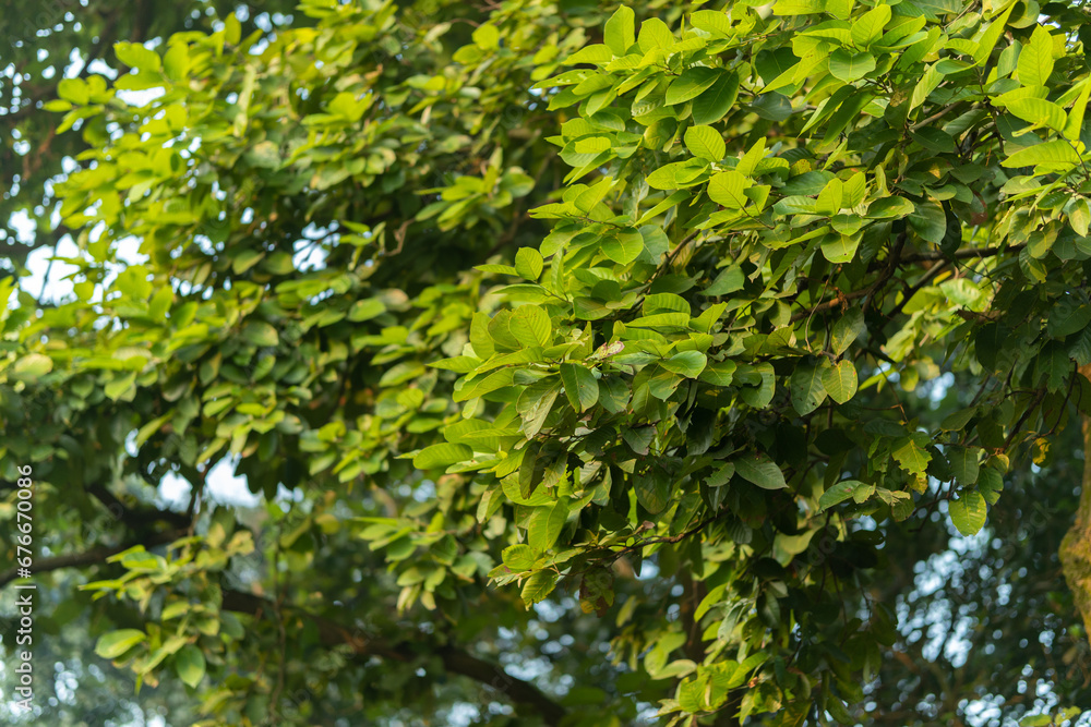 Dipterocarpus tuberculatus Roxb. Dipterocarpaceae ,Banana leaf tightSprouting leaves of large perennials in the deciduous forest of Southeast Asia, Thailand, Myanmar, Laos, Vietnam Dipterocarpus tuberculatus Roxb. Dipterocarpaceae ,Banana leaf tightSprouting leaves of large perennials in the deciduous forest of Southeast Asia, Thailand, Myanmar, Laos, Vietnam