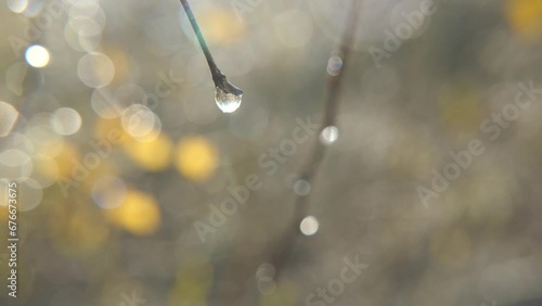 Morning dew on tree branches. 
In the morning, we can see drops of dew on the buds of trees and bushes, on the grass and other details of nature.

