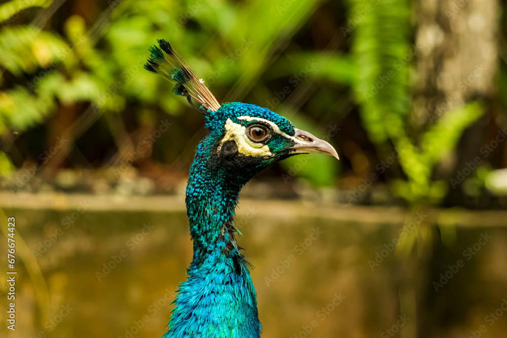 Head shot of a peacock with a very cool bokeh background