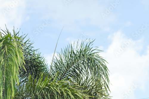 Normanbya normanbyi,  Wodyetia bifurcata AK Irvine or Foxtail palm or ARECACEAE or PALMAE leaves or leaves of betel palm or betel nut or leaves of palm and sky © jobrestful
