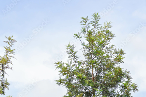 Grevillea robusta  Silky oak or Australian silver oak or Silk Oak or Silky Oak and sky